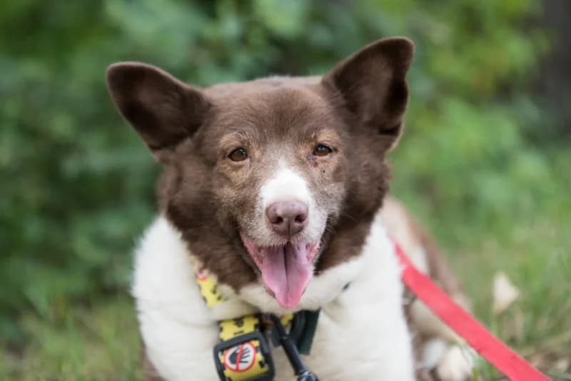 Allena, Mixed Breed for adoption at description