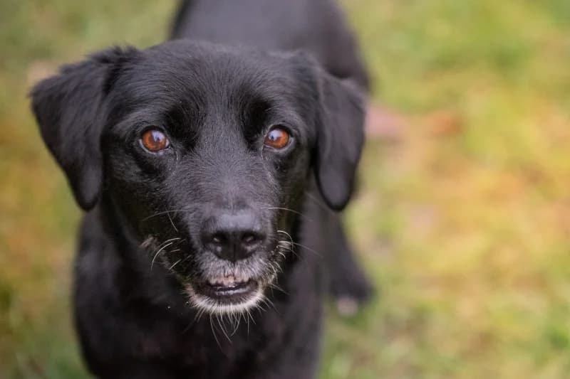 Bisky, Mixed Breed for adoption at description