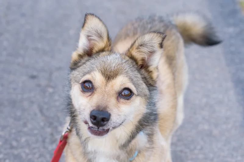 Sellyo, Mixed Breed for adoption at description