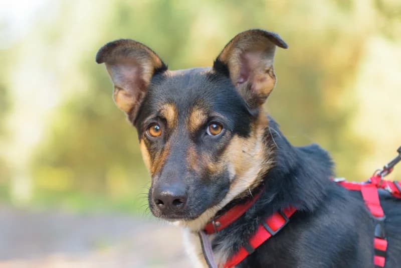 Auril, Mixed Breed for adoption at description