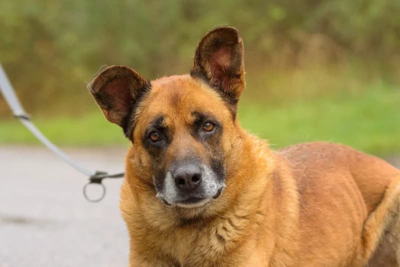Laredo, Mixed Breed for adoption at description