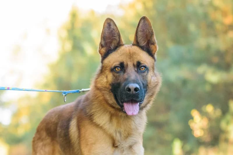 Power, Mixed Breed for adoption at description