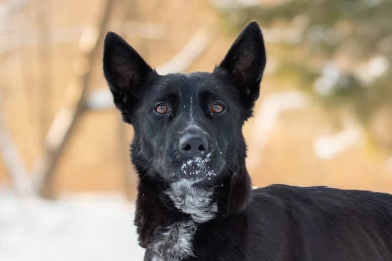 Heida, Mixed Breed for adoption at description