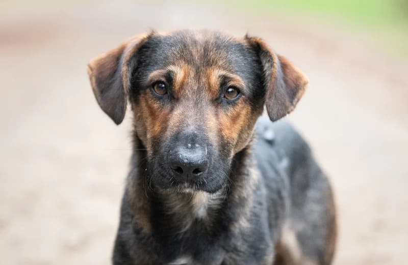 Tortellino, Mixed Breed for adoption at description