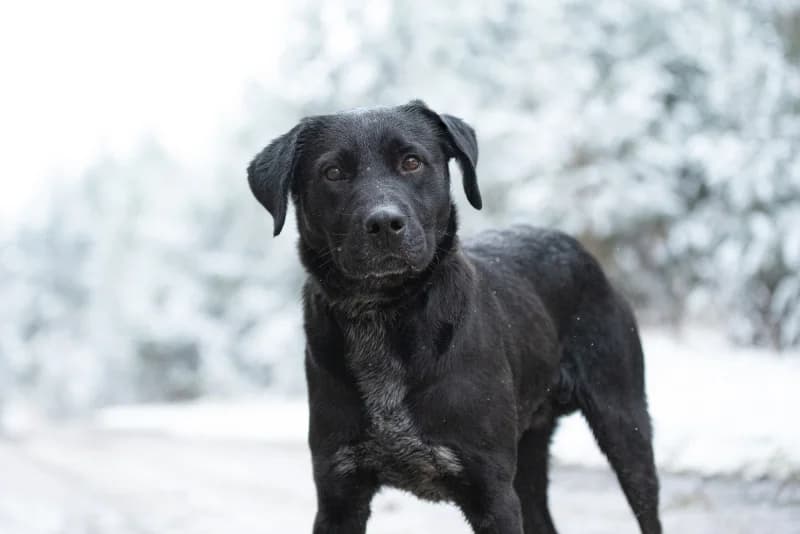 Faster, Mixed Breed for adoption at description