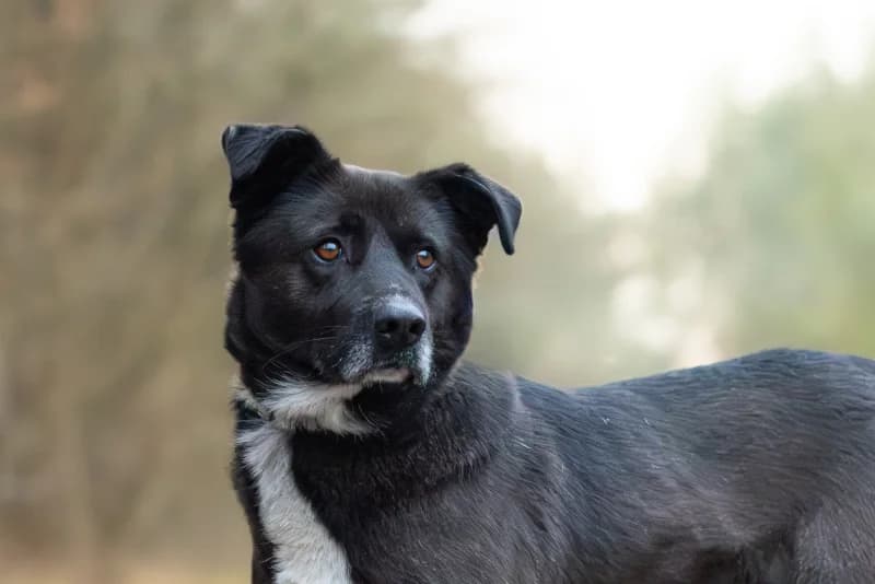 Torchio, Mixed Breed for adoption at description