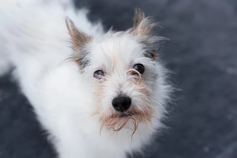 Aniri, Mixed Breed for adoption at description