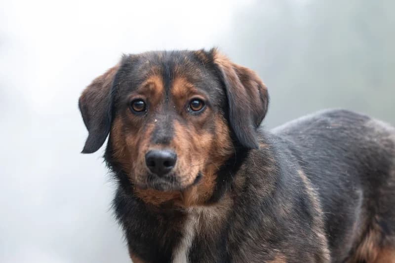 Raviolo, Mixed Breed for adoption at description