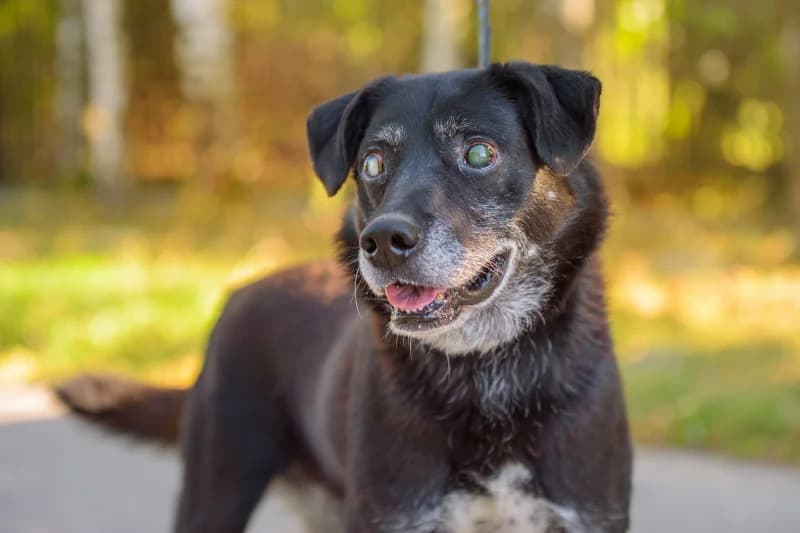 Memphis, Mixed Breed for adoption at description