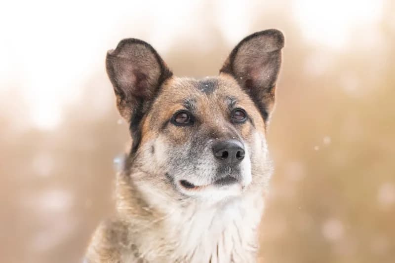 Lera, Mixed Breed for adoption at description