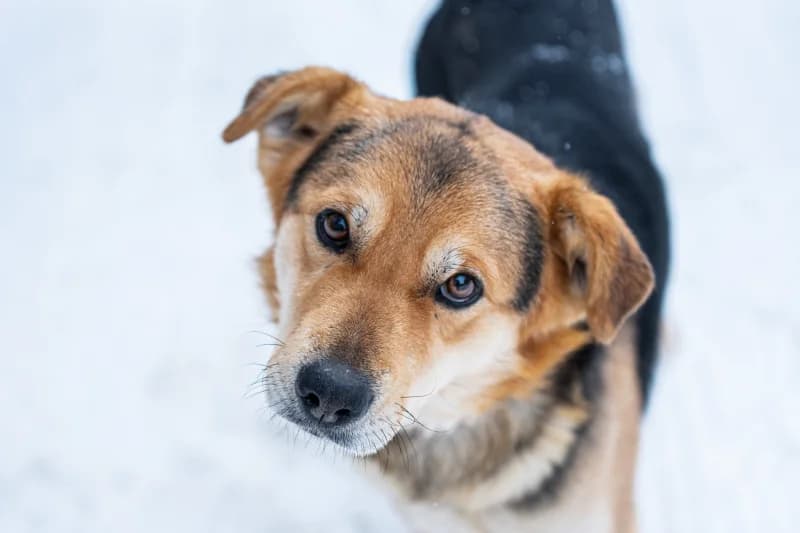 Larian, Mixed Breed for adoption at description