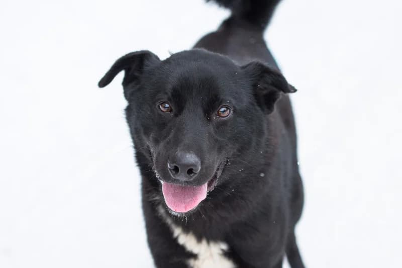 Sandero, Mixed Breed for adoption at description