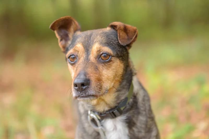 Mimmo, Mixed Breed for adoption at description