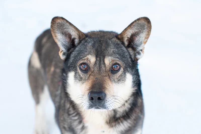 Akin, Mixed Breed for adoption at description
