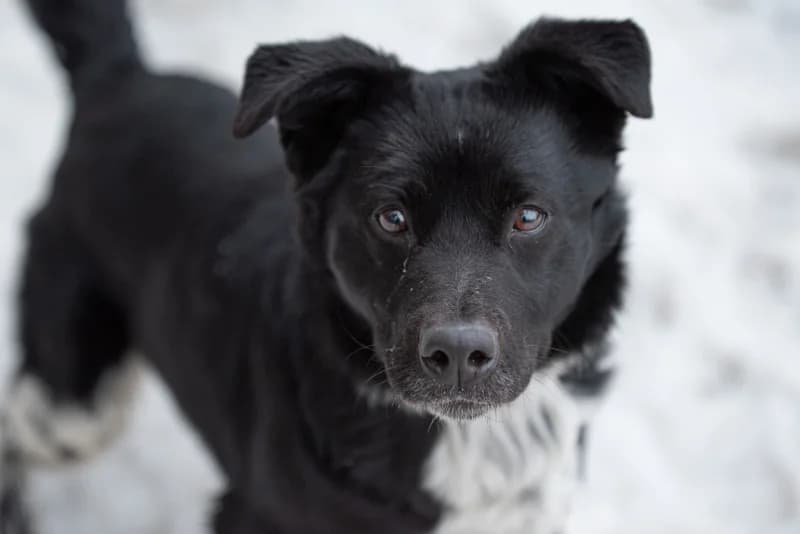 Nikaido, Mixed Breed for adoption at description