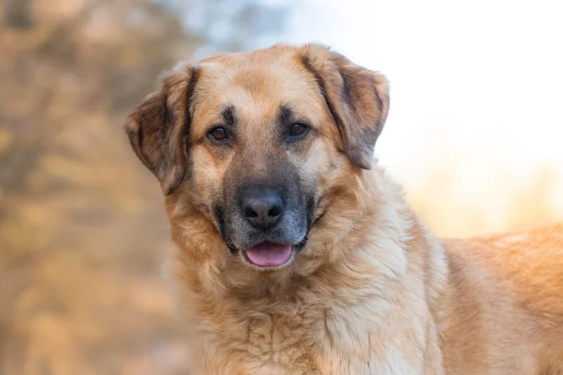 Scrapi, Mixed Breed for adoption at description