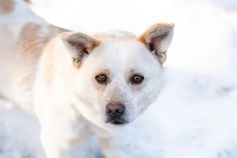 Aygo, Mixed Breed for adoption at description