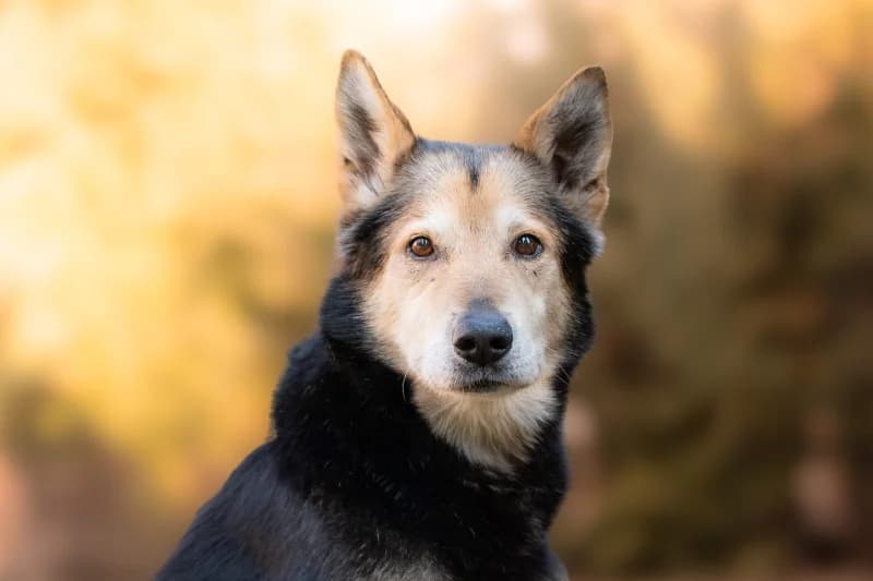 Rivas, Mixed Breed for adoption at description