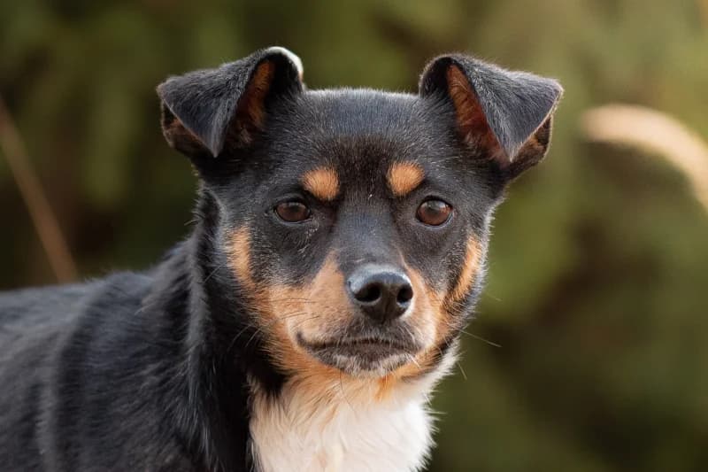 Alika, Mixed Breed for adoption at description
