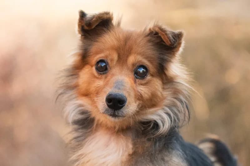 Blindy, Mixed Breed for adoption at description