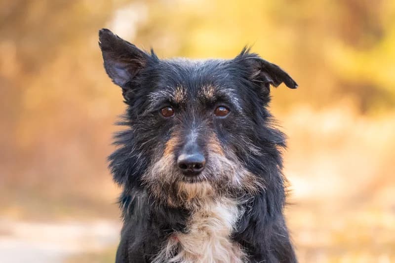 Pater, Mixed Breed for adoption at description
