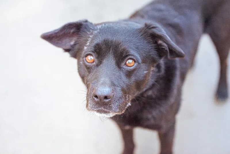 Inglot, Mixed Breed for adoption at description