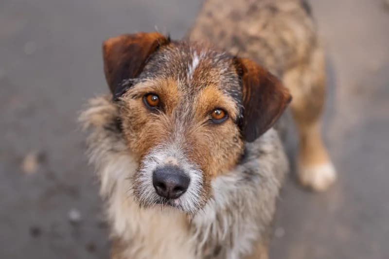 Yazmin, Mixed Breed for adoption at description