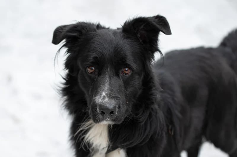 Brimley, Mixed Breed for adoption at description