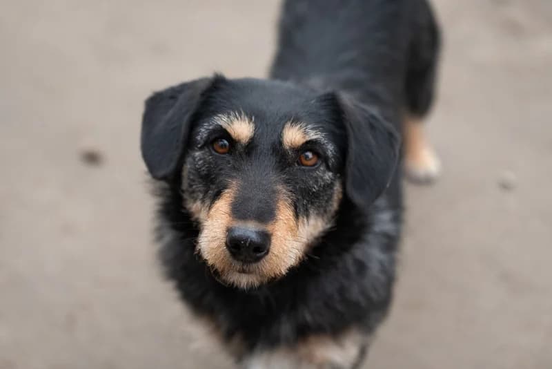 Weedy, Mixed Breed for adoption at description
