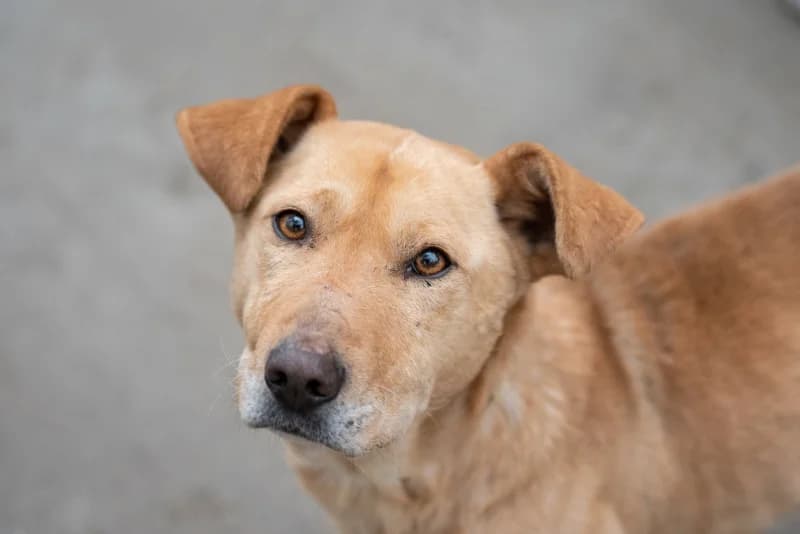 Nimus, Mixed Breed for adoption at description