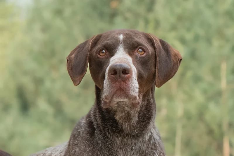 Fallout, Mixed Breed for adoption at description