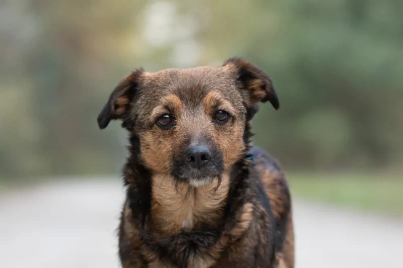 Conchita, Mixed Breed for adoption at description