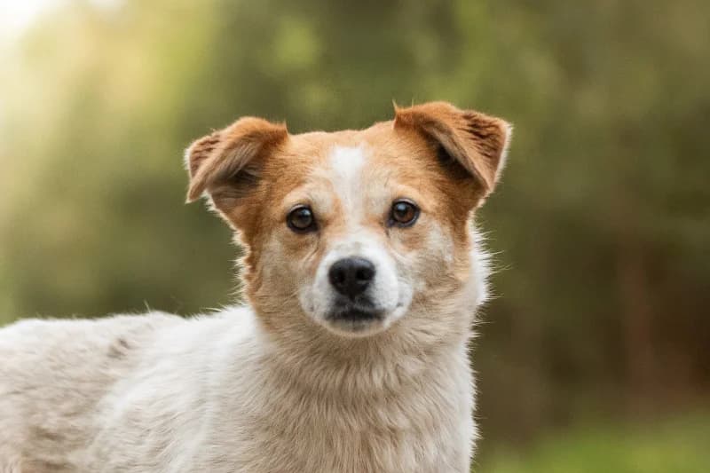 Suyobi, Mixed Breed for adoption at description
