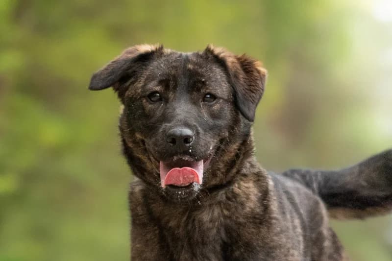 Hexia, Mixed Breed for adoption at description