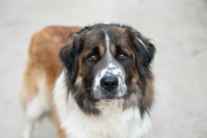 Amilio, Mixed Breed for adoption at description