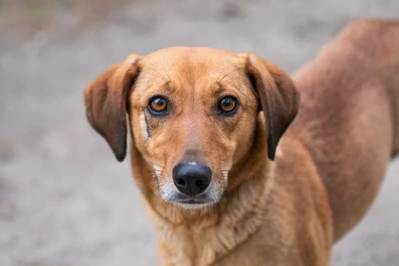 Leticia, Mixed Breed for adoption at description