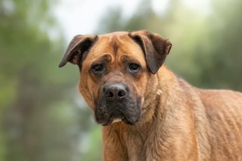 Querdia, Mixed Breed for adoption at description