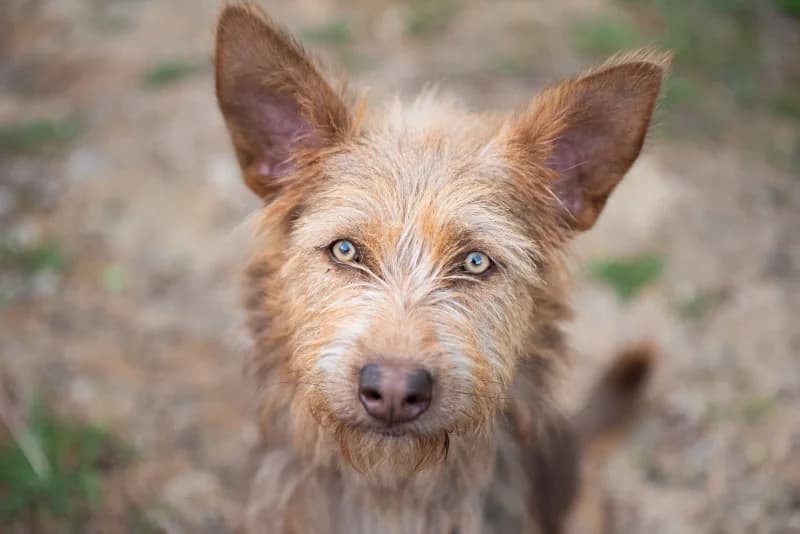 Lissel, Mixed Breed for adoption at description
