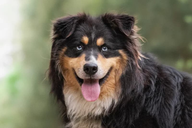Maxis, Mixed Breed for adoption at description
