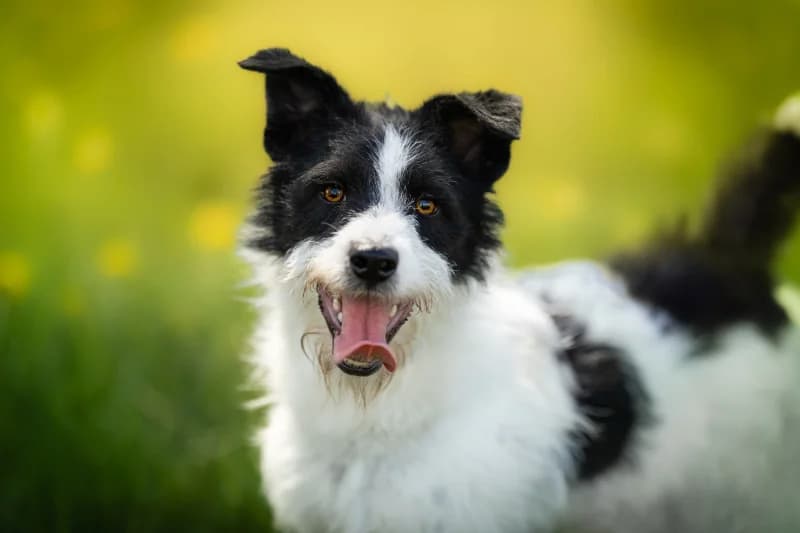 Salto, Mixed Breed for adoption at description