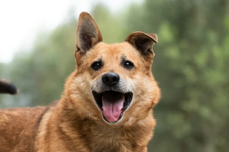 Delgado, Mixed Breed for adoption at description