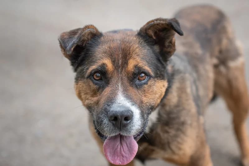 Benny, Mixed Breed for adoption at description