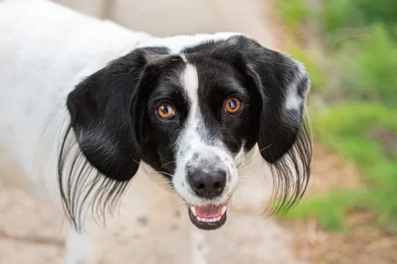 Quila, Mixed Breed for adoption at description