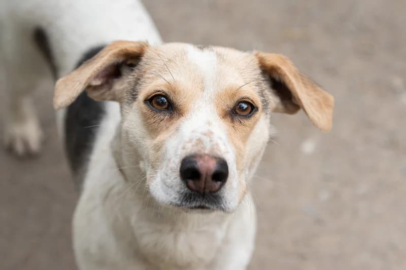 Laity, Mixed Breed for adoption at description