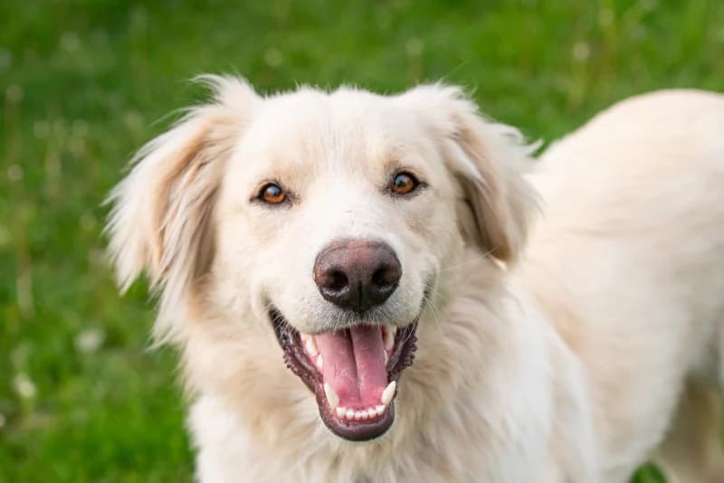 Umka, Mixed Breed for adoption at description