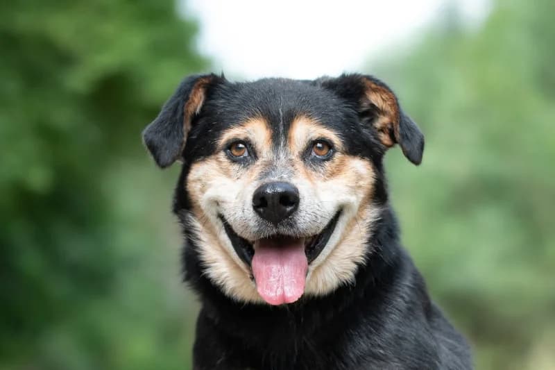 Dutton, Mixed Breed for adoption at description
