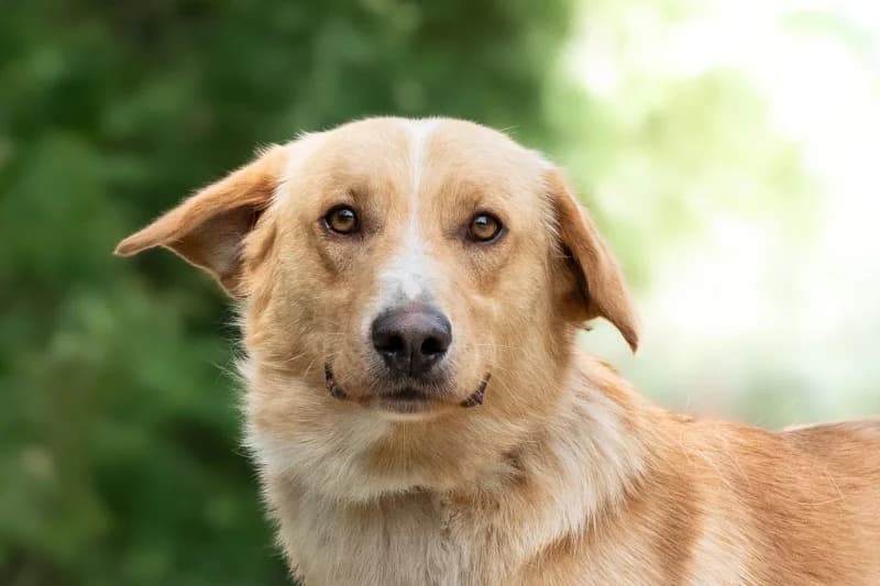 Kaiser, Mixed Breed for adoption at description