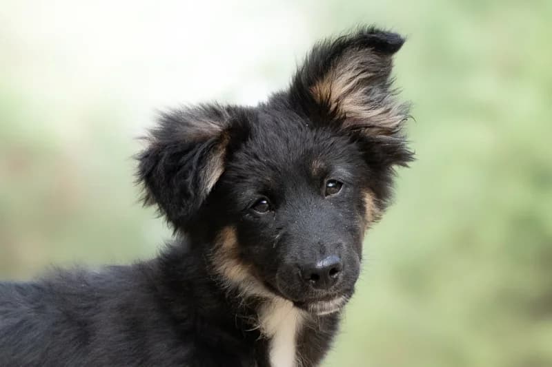 Yamal, Mixed Breed for adoption at description
