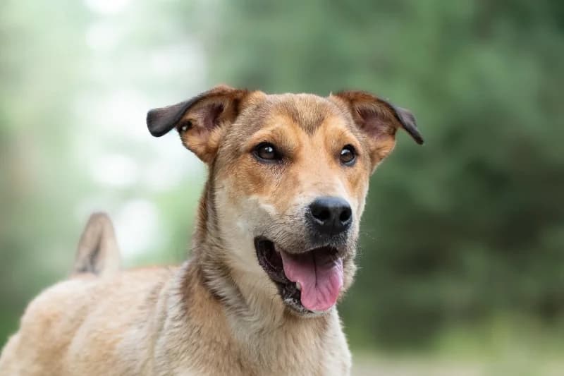 Rapid, Mixed Breed for adoption at description