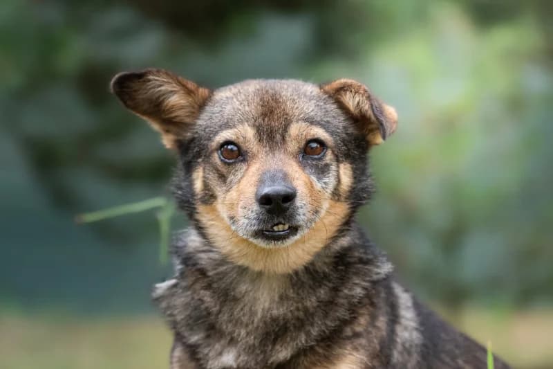 Dżudżuś, Mixed Breed for adoption at description